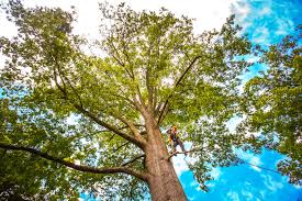 Best Seasonal Cleanup (Spring/Fall)  in Norwood, OK