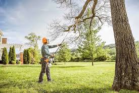 Best Commercial Tree Services  in Norwood, OK