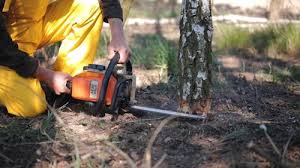 Best Storm Damage Tree Cleanup  in Norwood, OK