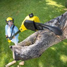 Best Leaf Removal  in Norwood, OK