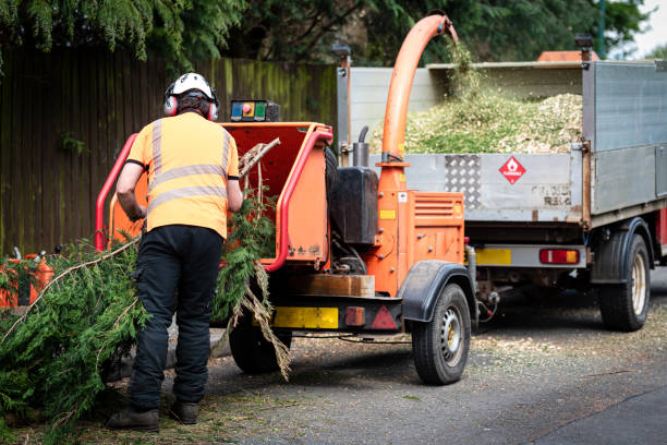 Best Tree Mulching  in Norwood, OK