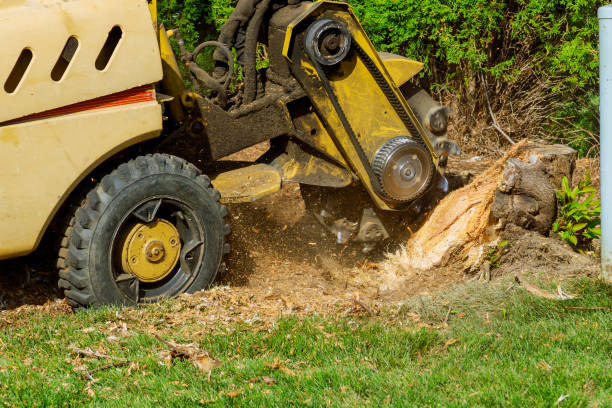 Best Arborist Consultation Services  in Norwood, OK