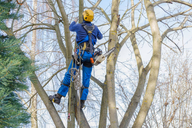 Best Root Management and Removal  in Norwood, OK