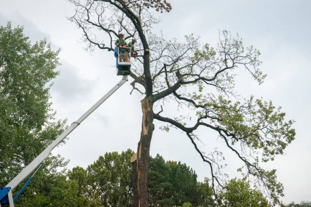 Best Tree Cabling and Bracing  in Norwood, OK