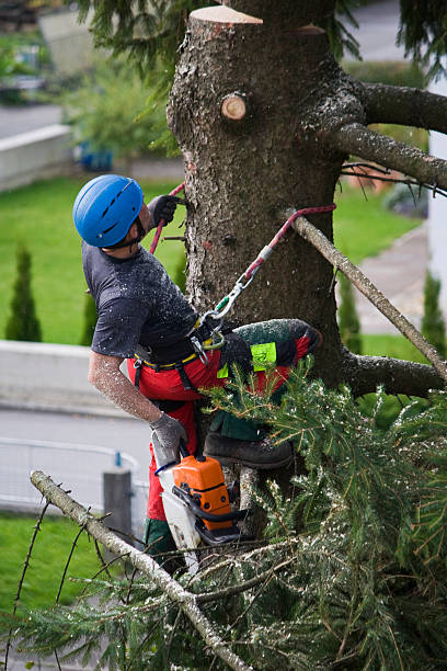 Best Tree and Shrub Care  in Norwood, OK