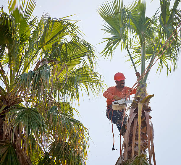 How Our Tree Care Process Works  in  Norwood, OK