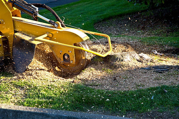 Best Pest Control for Lawns  in Norwood, OK