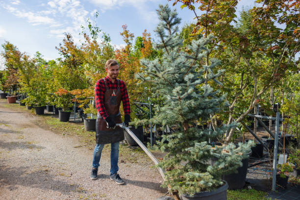 Best Emergency Tree Removal  in Norwood, OK