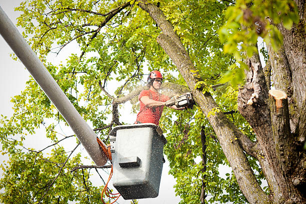 Best Tree Health Inspection  in Norwood, OK