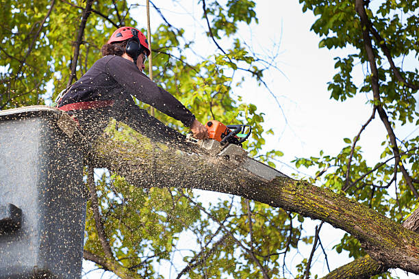Best Utility Line Clearance  in Norwood, OK